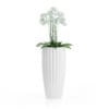 Orchid Flowers in Tall Pot