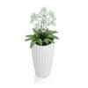 Orchid Flowers in Tall Pot