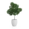 3D Plants IV - CGAxis Models Volume 60 - Image 6