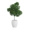 Potted Tree