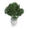 Potted Tree
