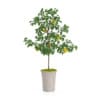 3D Plants IV - CGAxis Models Volume 60 - Image 7