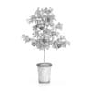 Potted Lemon Tree