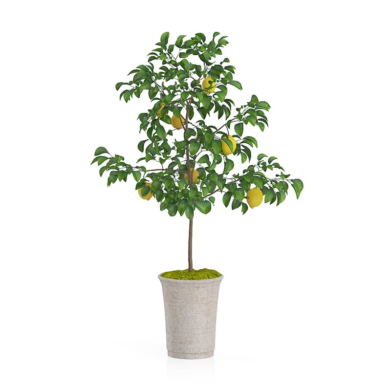 Potted Lemon Tree Drying Out Causes & Solutions Garden lovers