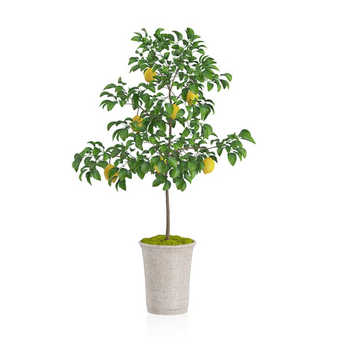 Potted Lemon Tree