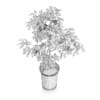 Potted Lemon Tree