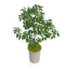 Potted Lemon Tree