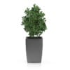 3D Plants IV - CGAxis Models Volume 60 - Image 9