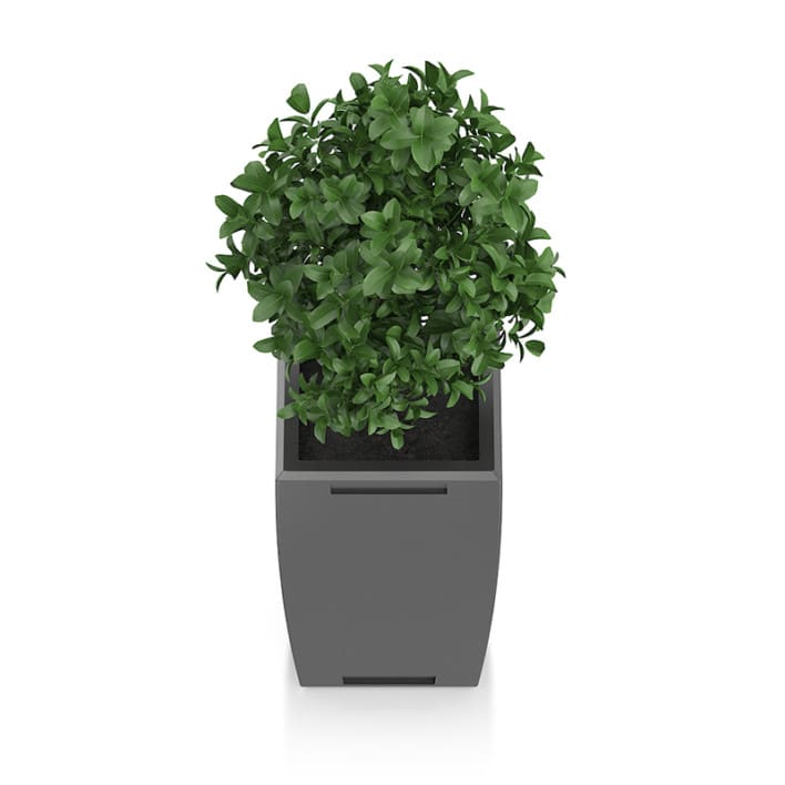 Plant in Rectangular Pot