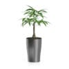 3D Plants IV - CGAxis Models Volume 60 - Image 10
