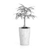 Money Tree in Dark Pot