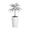 Money Tree in Dark Pot