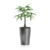 Money Tree in Dark Pot