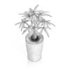 Money Tree in Dark Pot