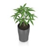 Money Tree in Dark Pot