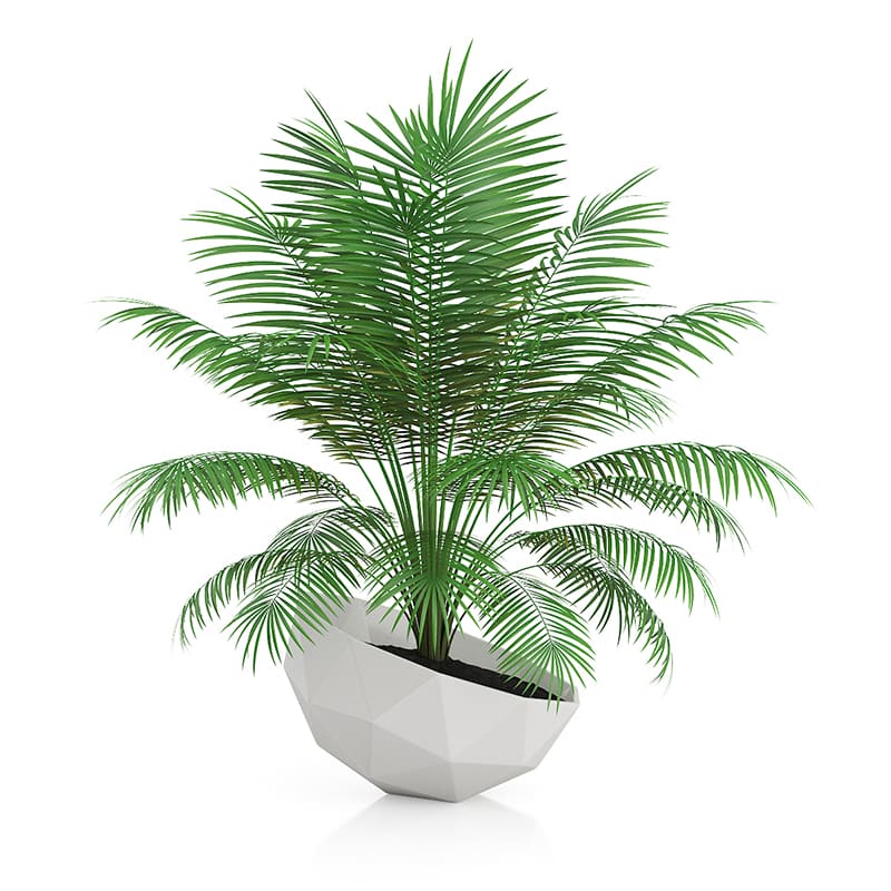 Palm Tree in Modern Pot