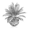 Palm Tree in Modern Pot