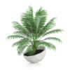 Palm Tree in Modern Pot