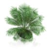 Palm Tree in Modern Pot