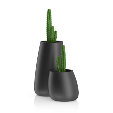 Two Cactuses in Black Pots