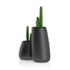 Two Cactuses in Black Pots