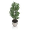 Small Tree in Stone Pot