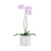 3D Plants IV - CGAxis Models Volume 60 - Image 15