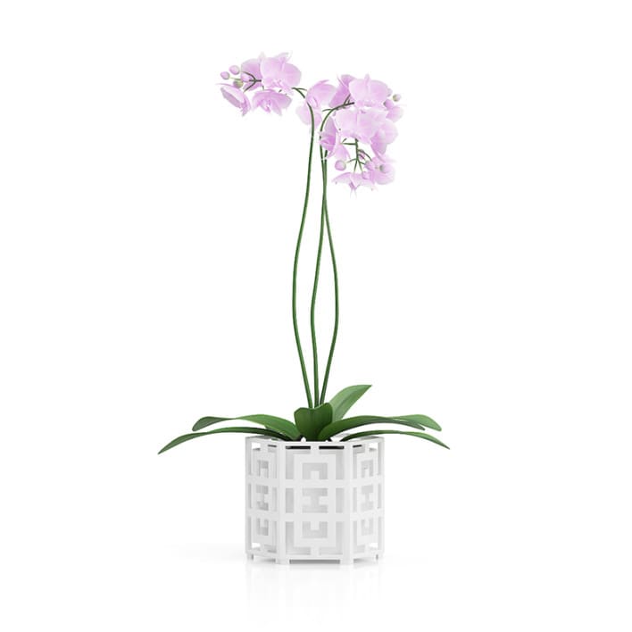 Orchid Flower in Hexagonal Pot