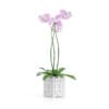 Orchid Flower in Hexagonal Pot