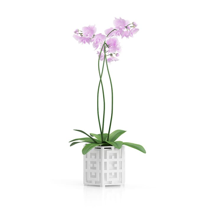 Orchid Flower in Hexagonal Pot