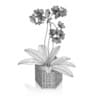 Orchid Flower in Hexagonal Pot
