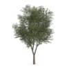 CGAxis Models Volume 62 3D Trees VI - Image 19