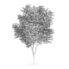 Austrian oak (Quercus cerris)