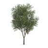 Austrian oak (Quercus cerris)