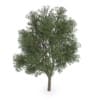 Austrian oak (Quercus cerris)