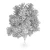 Austrian oak (Quercus cerris)