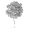 Austrian oak (Quercus cerris) - Image 2