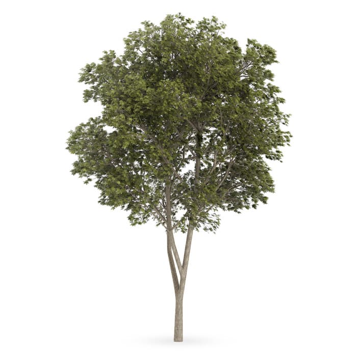 Austrian oak (Quercus cerris)