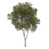 Austrian oak (Quercus cerris) - Image 3
