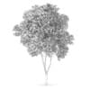 Austrian oak (Quercus cerris) - Image 4