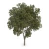 Austrian oak (Quercus cerris)