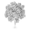 Austrian oak (Quercus cerris)