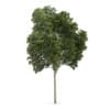 CGAxis Models Volume 62 3D Trees VI - Image 17