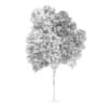 Austrian oak (Quercus cerris)