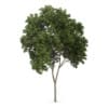 Austrian oak (Quercus cerris)