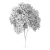 Austrian oak (Quercus cerris)