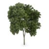 Austrian oak (Quercus cerris)