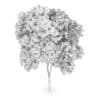 Austrian oak (Quercus cerris)