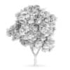 Sycamore Maple (Acer pseudoplatanus)
