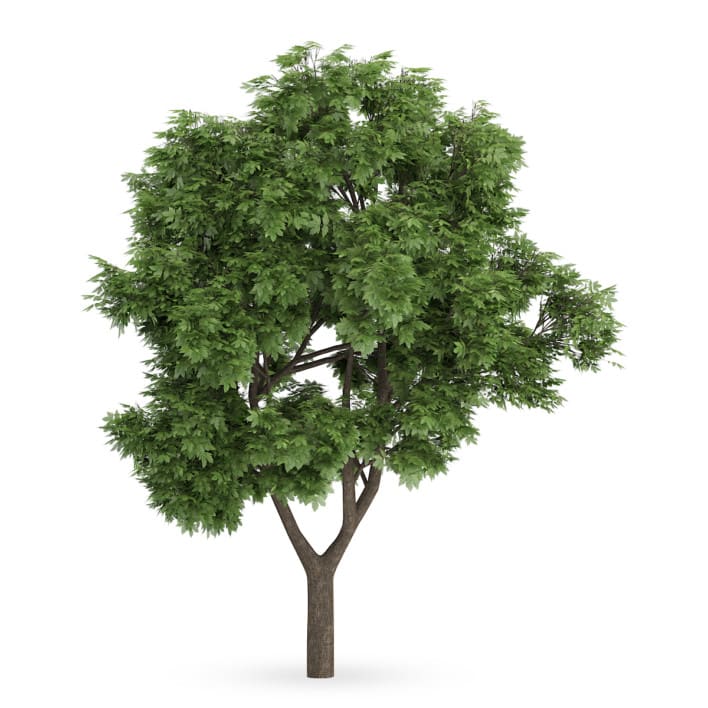 Sycamore Maple (Acer pseudoplatanus)